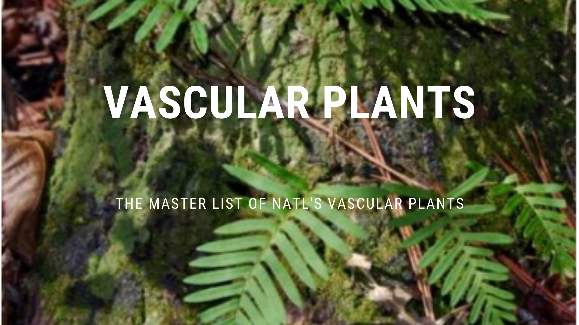image of report title, Vascular Plants
